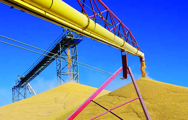 Unloading Corn